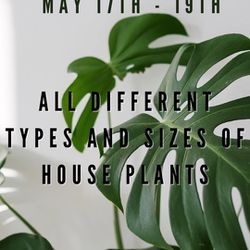 House Plant Sale 