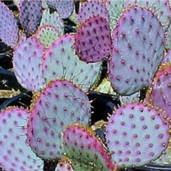 Purple Santa Rita Cactus Pads For Rooting 