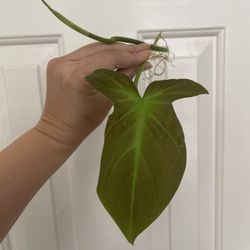 Philodendron Camposportaonum Plant CUTTING- Rooted