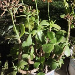 Cotyledon macrantha Plant Tall-  3 Foot