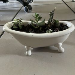 Bath tub arrangement of Succulents 