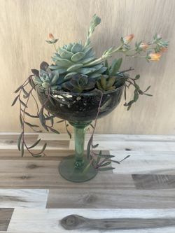Succulent Plant