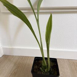Nun's Hood Orchid