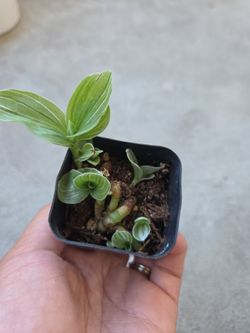 Plant