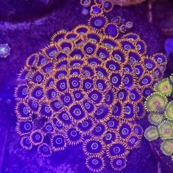 Fake reef zoanthid colony