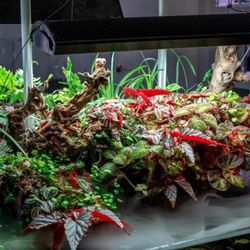 Begonia Arabian Sunset