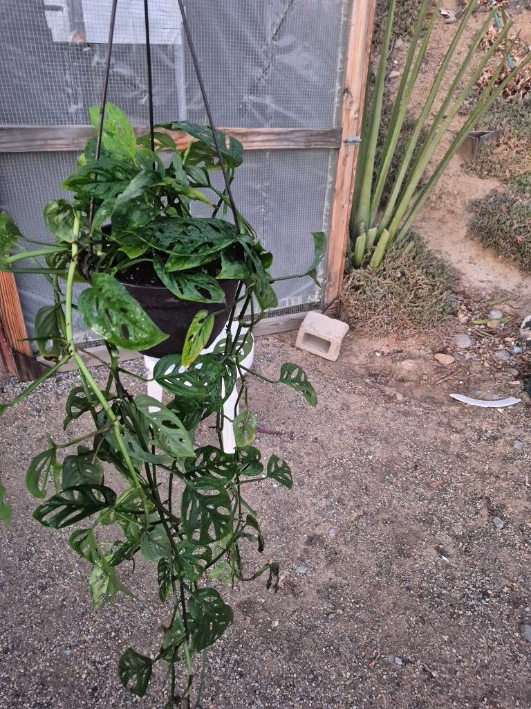 Monstera Adansonii Plant 8" Pot $15 Each