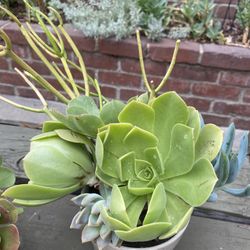 🪴Succulent plants $3