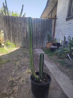 Mexican fence post cactus plant triple