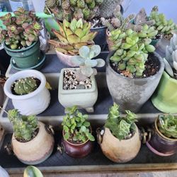 PLANTS. ALL TYPES. FROM $4 AND UP SAN LORENZO