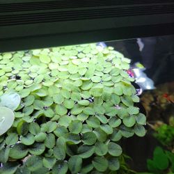 Healthy Water Spangles Aquarium Plants