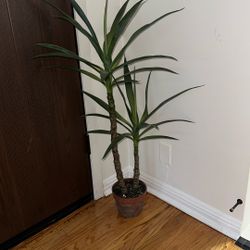 Fake Plant
