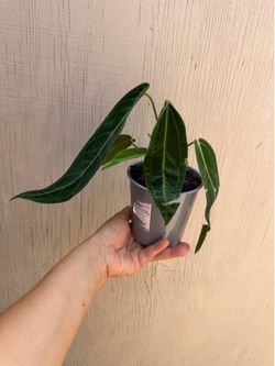 5” anthurium warocqueanum