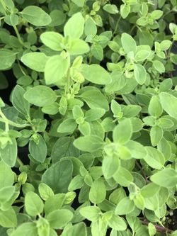 1 live rooted Greek oregano fast shipping