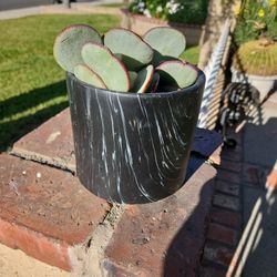 Silver Jade In Ceramic Pot