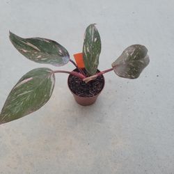 Philodendron Pink Princess 