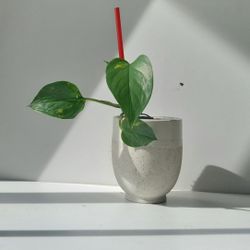 Lush Trailing Golden Pothos Money Plant/ House Plant/ Indoor Plant  Flower Patio Garden 