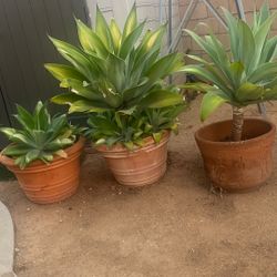 3 Agaves. W/ Pot 