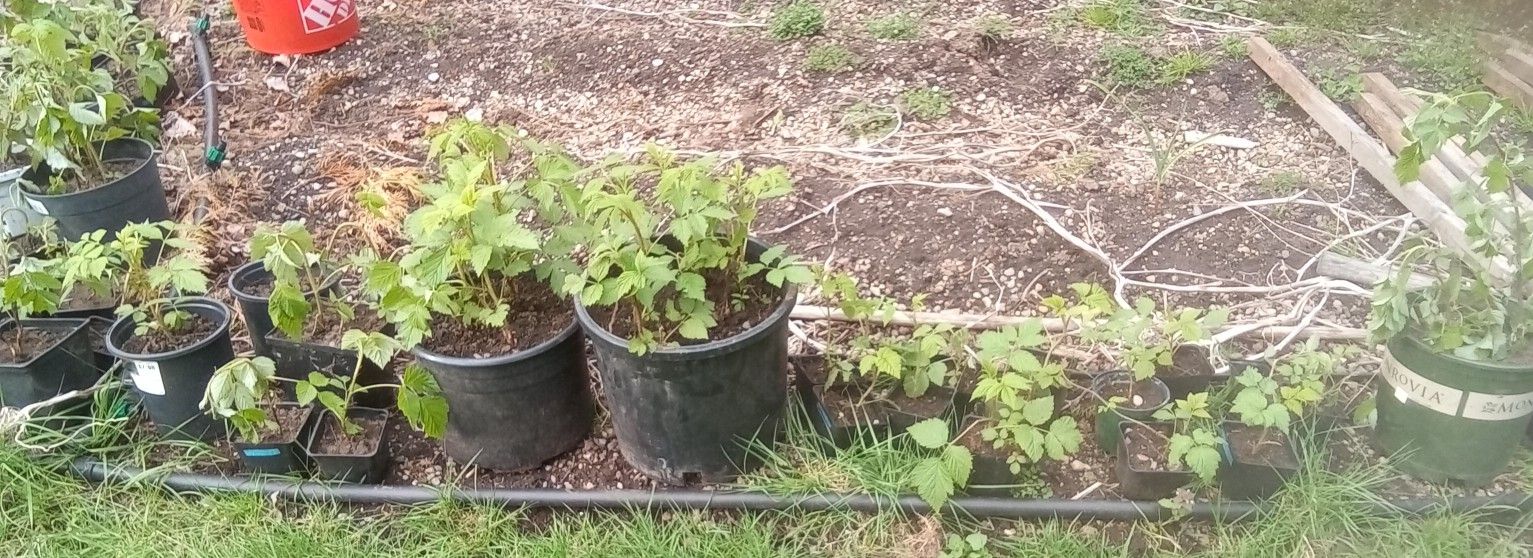 Organic Raspberry Starts 