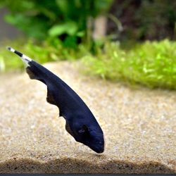 Fish Declarations 