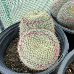 Owl’s Eye Cactus 3 Gallon