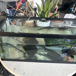 Two Aquariums For Turtles Sets