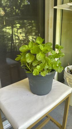Mint Plant