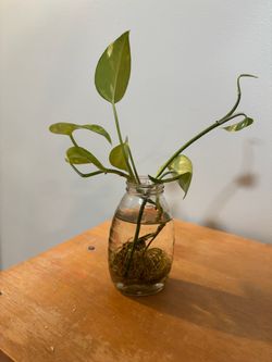 Pothos Cutting Rooted in Water