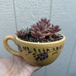 Cute Succulent 