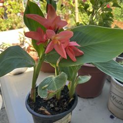 Canna/Achira 