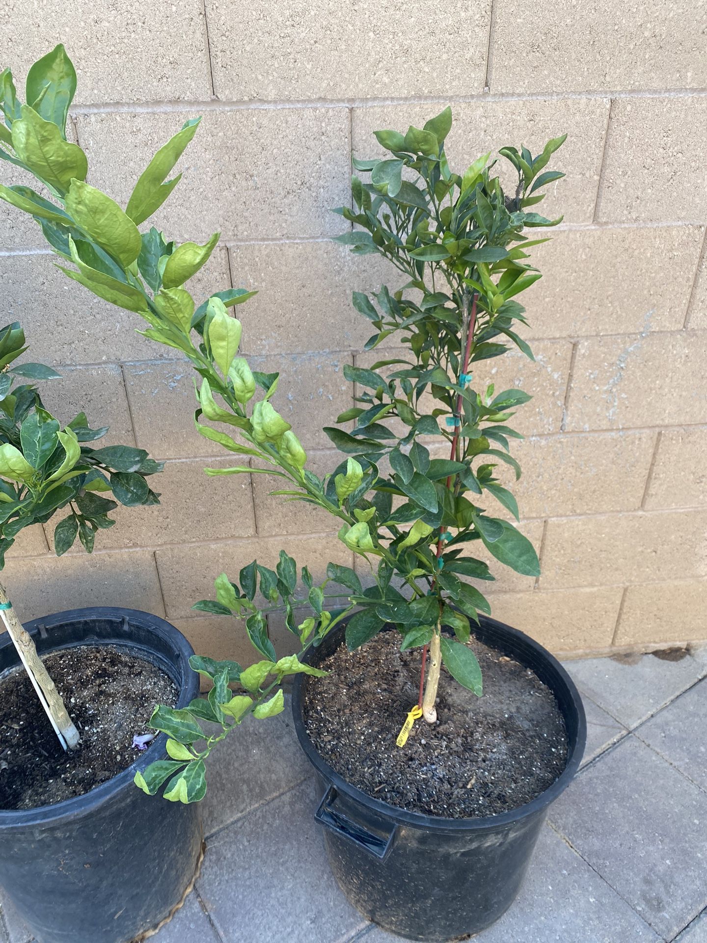 Grafted Cara Cara Navel Orange Trees for Sale in Woodlake, CA OfferUp