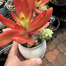 Beautiful Red Succulent Plant