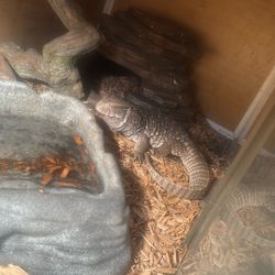 Tanks/reptiles Supplies 