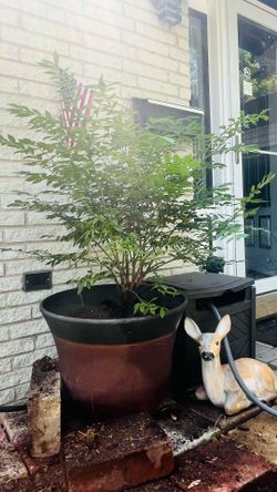 Burning bush $20 each