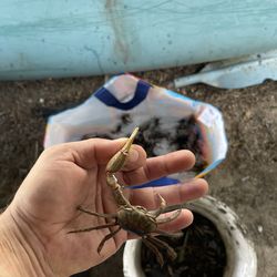 Fiddler crabs ( bait)