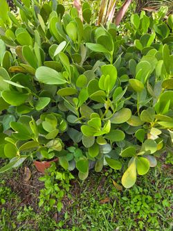 clusias podocarpus  Only  instant privacy  Hedge  for fences