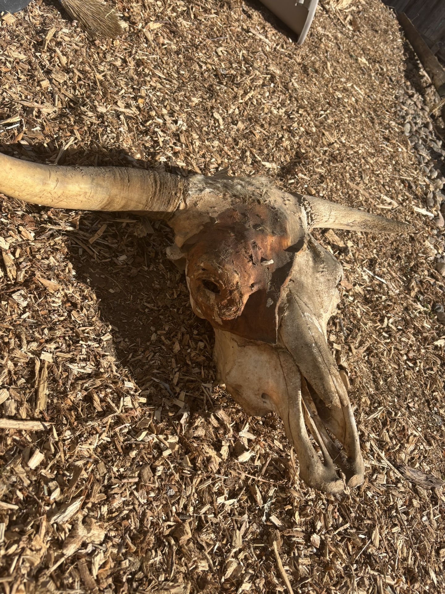 Cow Skull