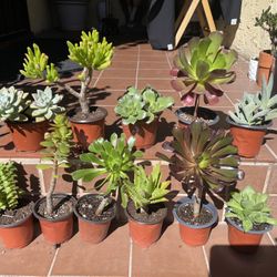 Many Different types of Succulents