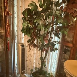 Tall Plant