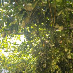 PASSION FRUIT TREE (including Fruit)