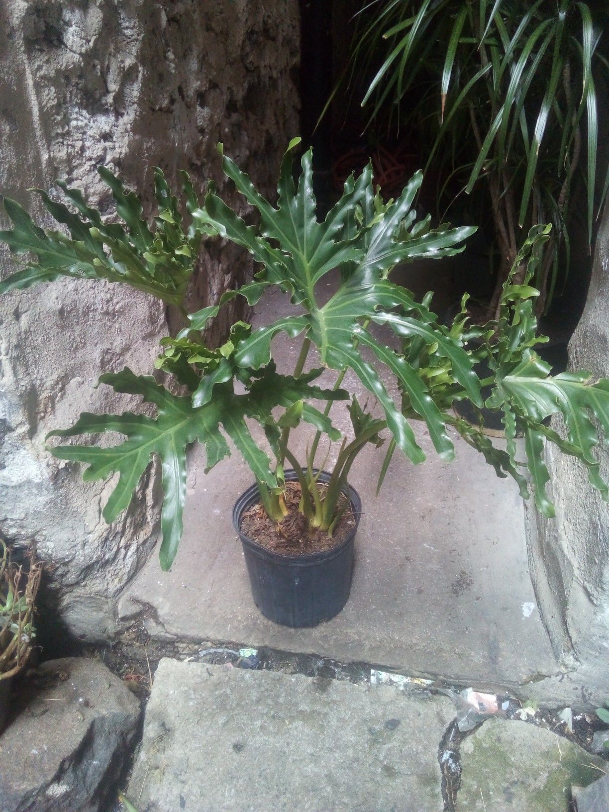 Indoor plant