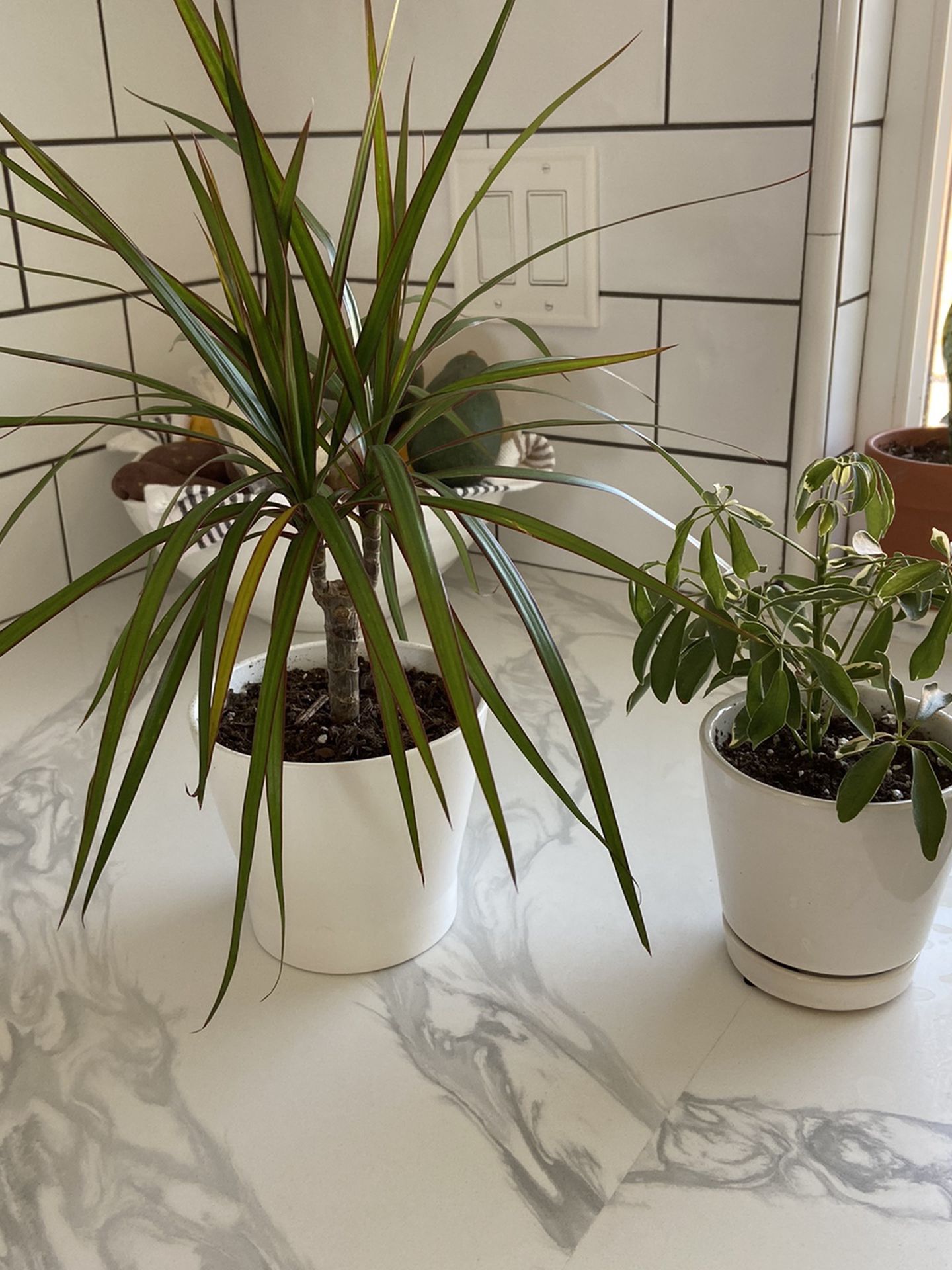 Two Plants With 4inch Pots