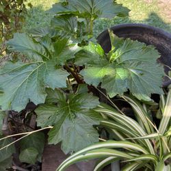 Broadleaf Plant In A Pot Decorative 