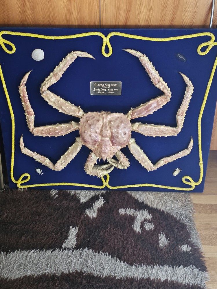 Taxidermy King Crab