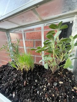 IKEA small greenhouse herb garden