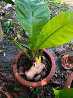 Anthurium hookeri or Bird’s Nest anthurium