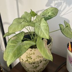 Syngonium podophyllum