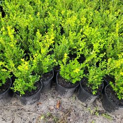 BOXWOOD PLANTS 