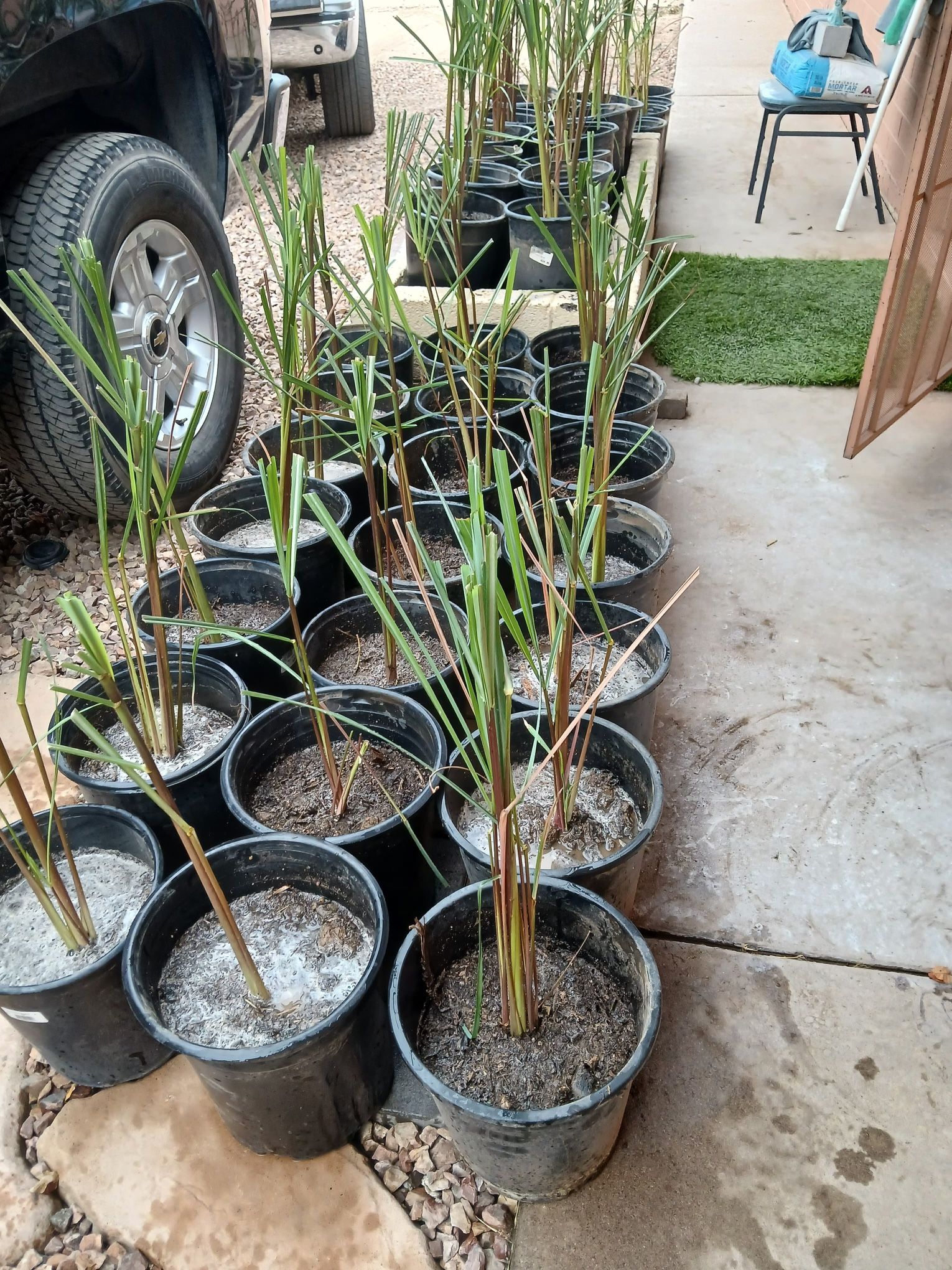 Matas De Zacate De Limon/ Limongrass