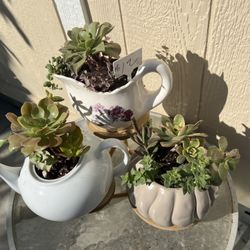 Succulents 